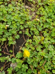 Oxalis