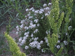Lysimachia candida