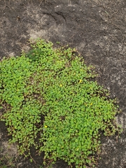 Oxalis