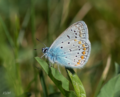 Polyommatus icarus