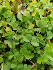 Oxalis