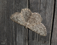 Geometridae