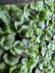Lunularia cruciata