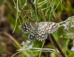 Scopula tessellaria
