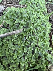Lunularia cruciata