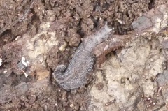Limax maximus