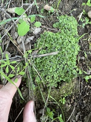 Lunularia cruciata