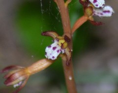 Corallorhiza maculata maculata