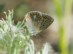 Polyommatus icarus