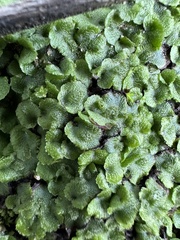 Lunularia cruciata
