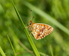 Melitaea phoebe
