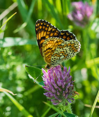 Melitaea phoebe