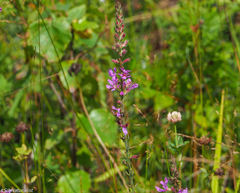 Lythrum virgatum