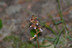 Corallorhiza maculata maculata