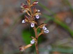 Corallorhiza maculata maculata
