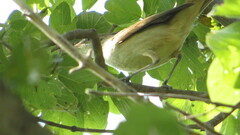 Acrocephalus orientalis