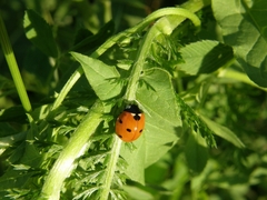 Coccinella septempunctata