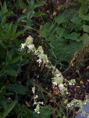 Silene dichotoma