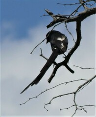 Lanius melanoleucus