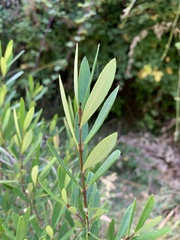 Myrceugenia lanceolata