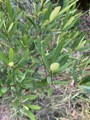 Myrceugenia lanceolata