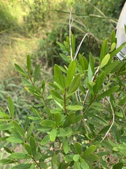 Myrceugenia lanceolata
