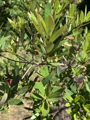 Myrceugenia lanceolata