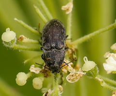 Prosternon bombycinum