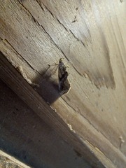 Plusiodonta compressipalpis