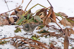 Junco hyemalis