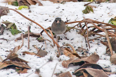 Junco hyemalis