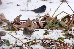 Junco hyemalis