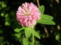 Trifolium medium