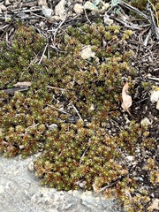 Selaginella wrightii