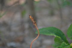 Corallorhiza maculata maculata