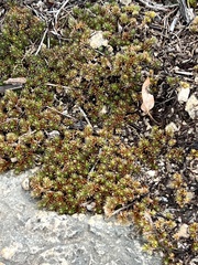 Selaginella wrightii