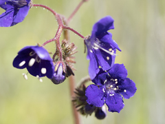 Phacelia parryi