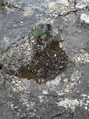 Selaginella wrightii