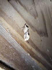 Plusiodonta compressipalpis