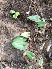 Mickelopteris cordata