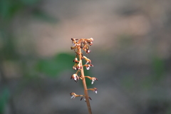 Corallorhiza maculata maculata