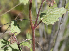 Phacelia parryi