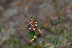 Corallorhiza maculata maculata