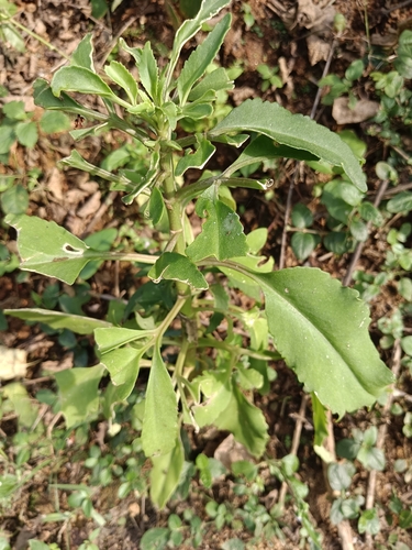 Christmastree plant