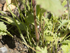 Phacelia parryi