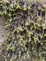 Porellaceae
