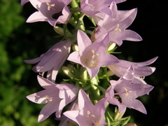 Campanula bononiensis