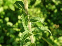 Campanula bononiensis