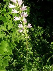 Campanula bononiensis