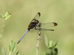 Erythrodiplax atroterminata